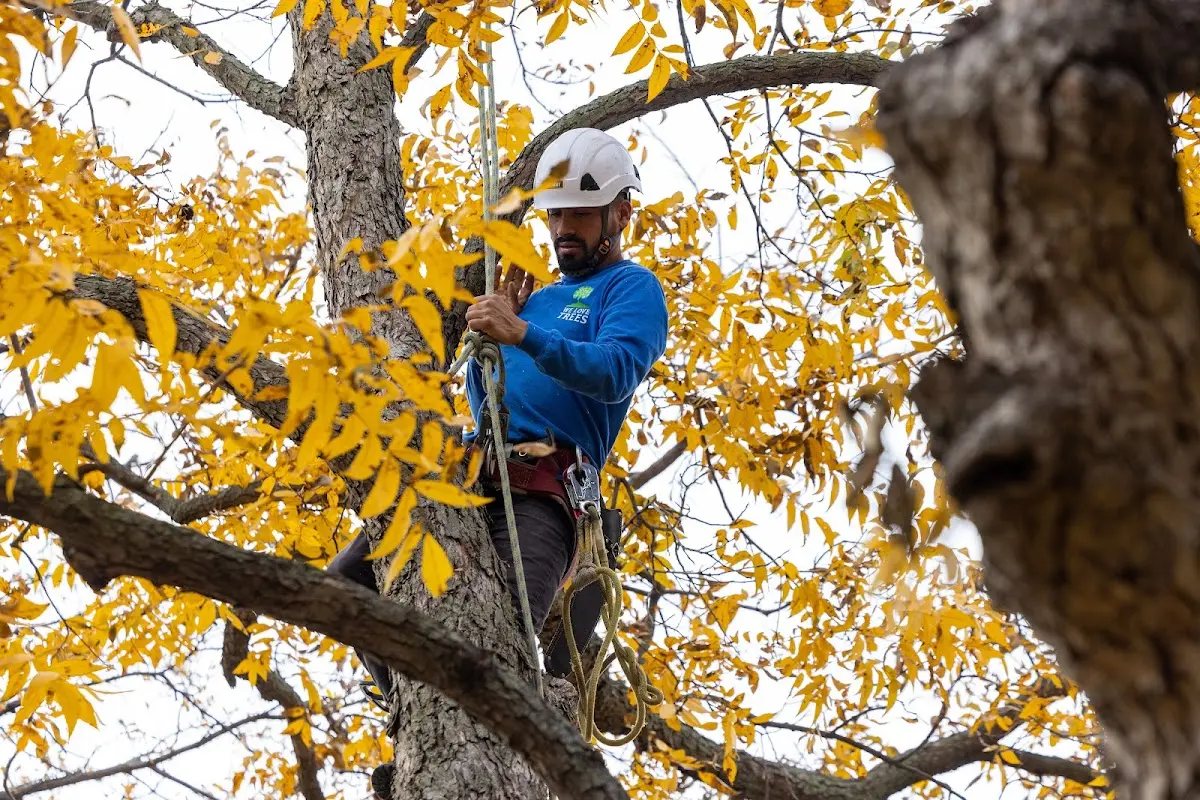 Skilled Tree Trimming crew working in Bethesda